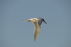 Bibione_D3X_2010-01-16_0066